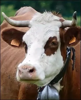 Race rpandue dans les Alpes de haute-Savoie au lait servant  la fabrication du reblochon ... .