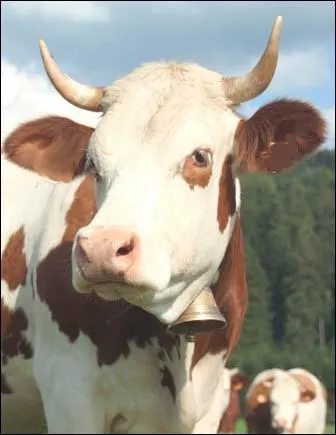 Race mixte  tendance laitire de couleur pie rouge rpandue dans l'est de la France ... .