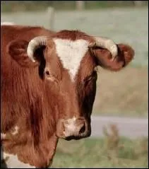 Race bouchre devenue   Rouge des prs   en 2003 ... .