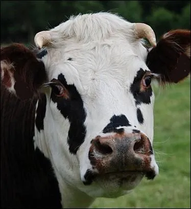 C'est la spcialiste du Camembert ... .