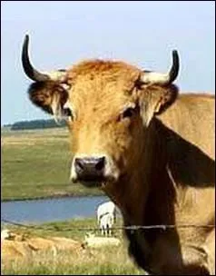 Elle serait la descendante d'une race venue d'Afrique du Nord ... .