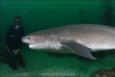 Voici le plus primitif des requins de par son squelette proche des espces teintes :