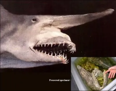 Quel est ce requin de couleur rostre ?