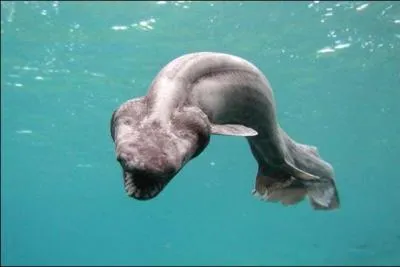 Celui-ci ressemble  une grosse anguille :