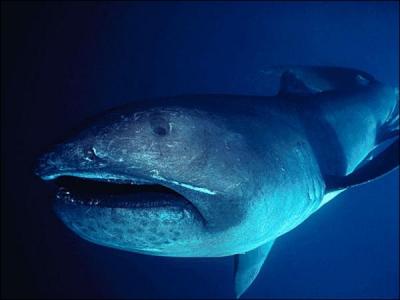 Découvert en 1976, cette espèce de requin vit dans les eaux profondes :