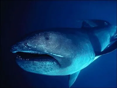 Dcouvert en 1976, cette espce de requin vit dans les eaux profondes :