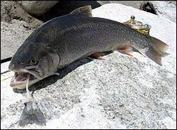 On trouve ce poisson dans les lacs de montagne, il fait partie des salmonids :