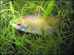 Quel est ce poisson qui peut mesurer jusqu' 45 cm et dont le poids varie entre 1  2 kg ?