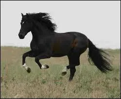 Quelle est cette race de cheval ?