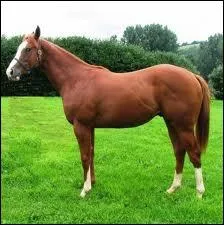 Quelle est cette race de cheval ?