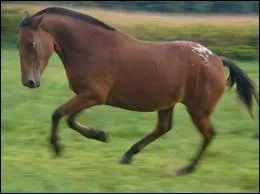 Quelle est cette race de cheval ?