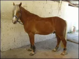 Quelle est cette race de poney ?