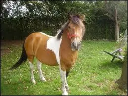 Quelle est cette race de poney ?