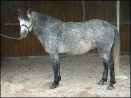 Quelle est cette race de poney ?