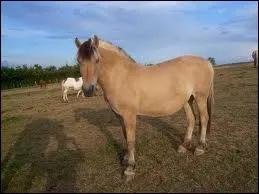 Quelle est cette race de poney ?