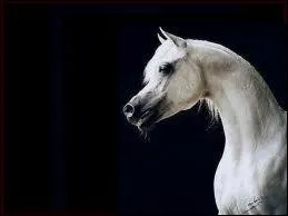Quelle est cette race de cheval ?
