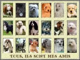 Dans quelle ligne est un caniche ?