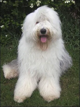 Ce chien est-il un bobtail ?