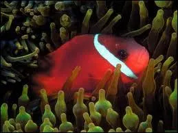 Qui chantait  Devant l'cran ds que a bouge on devient tous des poissons morts  dans la chanson  a devient trop  ?