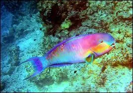 Qui interprtait les paroles   Y a des marins qui mangent sur des nappes trop blanches des poissons ruisselant  ?