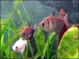 A quoi Jacques Martin allait-il  la pche ?