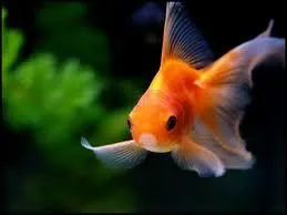 Qui chantait  Un petit poisson, un petit oiseau, s'aimaient d'amour tendre, mais comment s'y pendre quand on est dans l'eau  ?