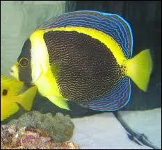 Quel est le nom de ce quintette pour piano de Franz Schubert ?