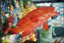 Qui chantait  Poisson dans la cage  oiseaux  ?