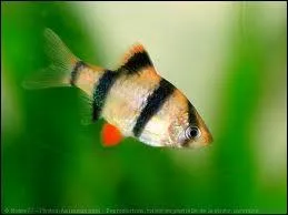 Qui chantait dans  la cabane du pcheur    Si tu pleures pour un garon tu seras pas la dernire, souvent les poissons sont bien plus affectueux ?