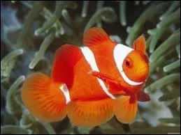 Qui chantait  Je fais semblant d'tre un poisson, je me dguise en cachalot  dans la chanson intitule Ma soeur  ?