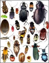 Combien existe-t-il de milliers d'espces de coloptres ?