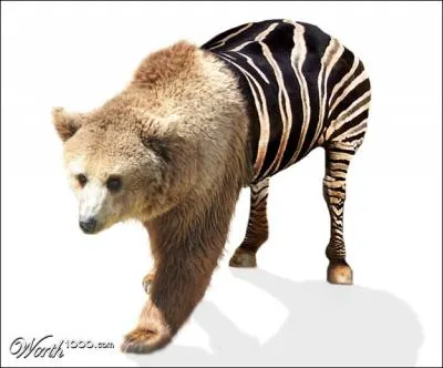 Qu'est-ce que le grizzli et le zbre ont en commun ?
