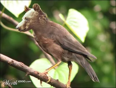 Mais quel est donc cet animal bizarre ?