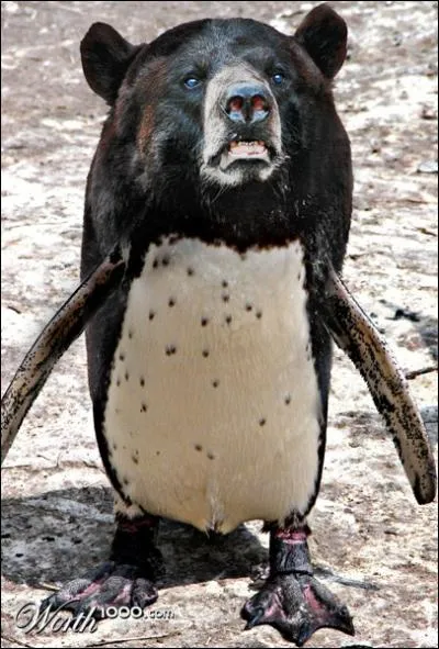 Lui, par contre c'est un croisement d'ours et de ...