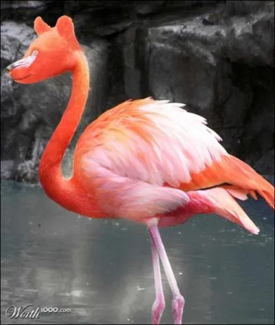 Cet ours-l a dcid de se croiser avec ...