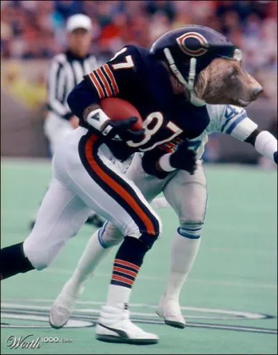 Quel sport pratique cet ours ?