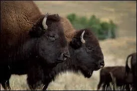Le chasseur de bisons Buffalo Bill a-t-il vraiment exist ?