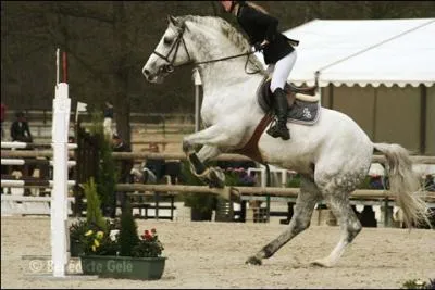 Quel est le mcanisme du saut du cheval ?