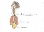 Quiz Anatomie du corps humain (14)