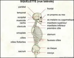 Compltez. C'est dans ... que l'on trouve cet os appel  l'astragale ( le talus ).
