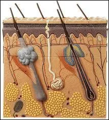 Compltez l'affirmation suivante. Annexe au poil, la glande sbace scrte ... qui limite le desschement de la peau, joue un rle bactricide et lubrifie le poil.