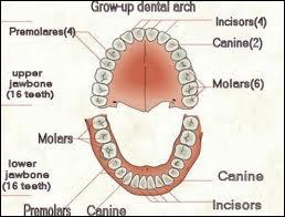 Quelles sont les dents définitives qui n'apparaissent qu'entre 8 et 13 ans ?