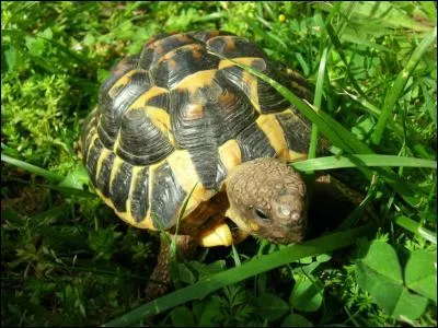 Du nord ou du sud, ce sont deux États des USA sur la côte atlantique.