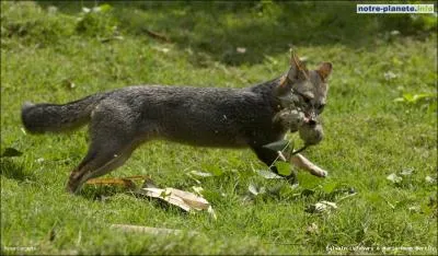 Il fait partie de la grande famille des renards, c'est le ...