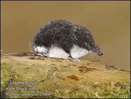 Quel est cet animal qu'on appelle  souris d'eau  ?