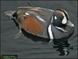 Cet animal est surnomm  souris de mer , quel est son vrai nom ?