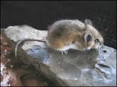 Cette souris des bois porte bien son nom, mais aussi celui d'un chat de bande dessine :