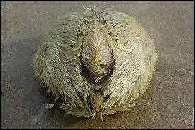 Laquelle de ces propositions porte le nom de  souris de mer  ?