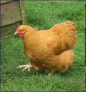 Cette volaille d'origine anglaise tire son nom d'un petit village du Kent ... .