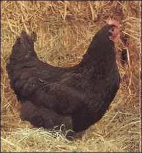 Volaille robuste leve principalement dans le Nord-Vende ... .